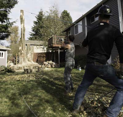 No 1 Tree Services In Medina, Wa