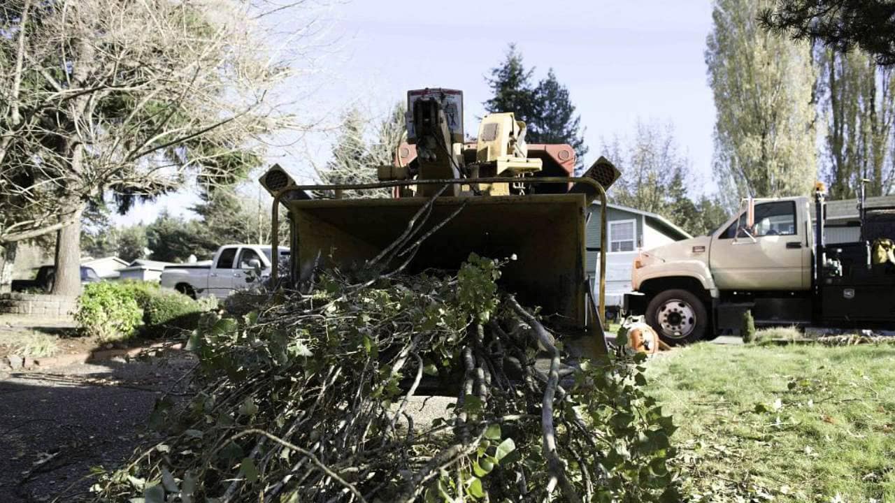 Tree Services In Redmond