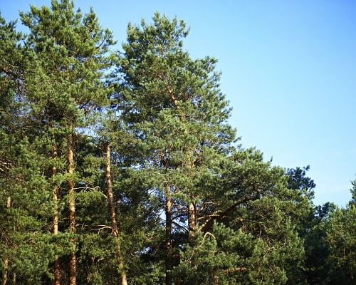 Tree Services In Sammamish