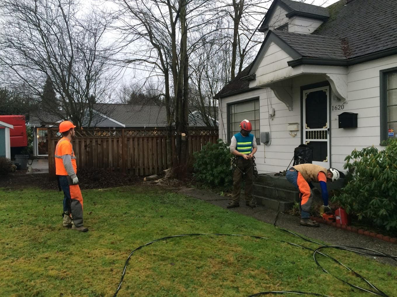 Tree Services In Bellevue, Wa