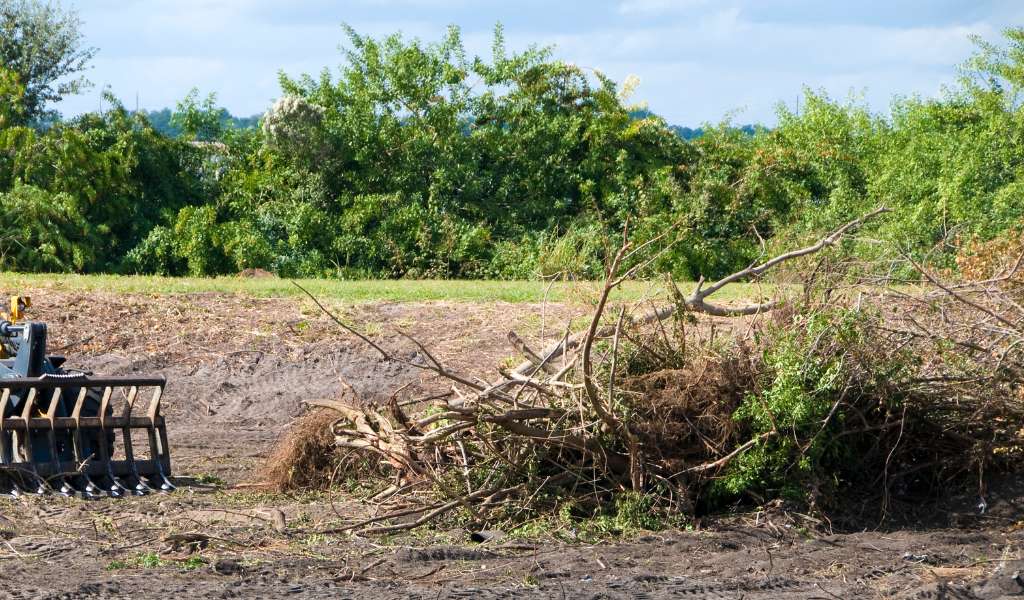 Services | Aadams Tree Service, Tree Care, Tree Trimming &Amp; Pruning, Tree Removal, Stump Grinding | Tree Service, Tree Trimming &Amp; Pruning, Tree Removal, Stump Grinding | Brush Clearing 1