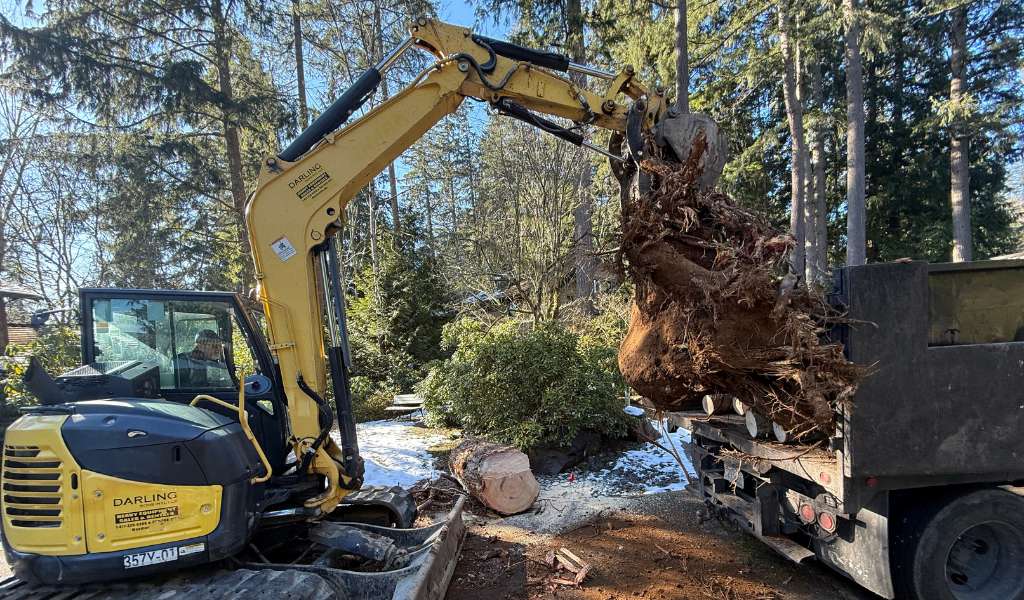 Services | Aadams Tree Service, Tree Care, Tree Trimming &Amp; Pruning, Tree Removal, Stump Grinding | Tree Service, Tree Trimming &Amp; Pruning, Tree Removal, Stump Grinding | Root Ball Removal