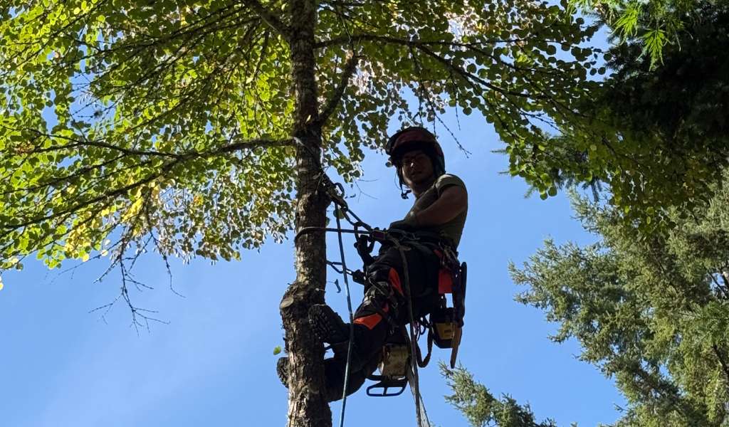 About Us | Aadams Tree Service, Tree Care, Tree Trimming &Amp; Pruning, Tree Removal, Stump Grinding | Tree Service, Tree Trimming &Amp; Pruning, Tree Removal, Stump Grinding | Tree Arborist
