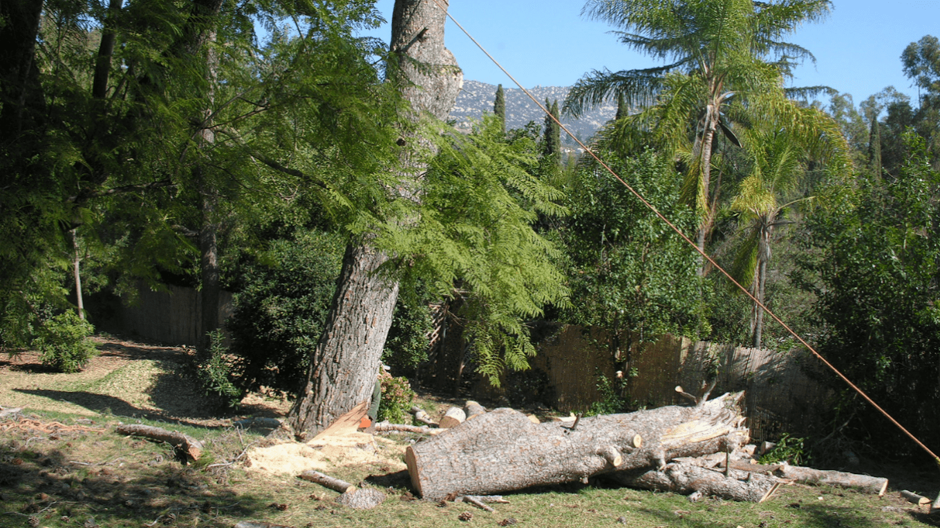 Tree Services In Kirkland